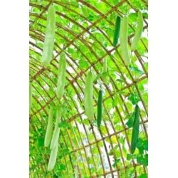 nasiona Tykwa pospolita Snake swikx220